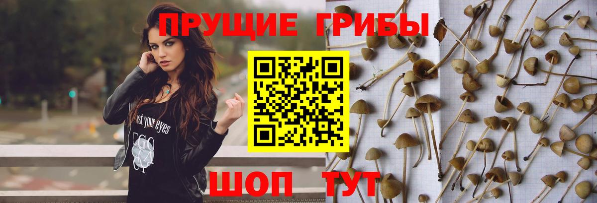 Псилоцибиновые грибы мицелий Березники